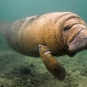 O peixe boi que vive entre árvores centenárias no coração histórico da cidade de Belém