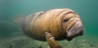 O peixe boi que vive entre árvores centenárias no coração histórico da cidade de Belém