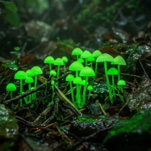 Por que estes cogumelos iluminam o chão da floresta? pequenos cogumelos de cor neon esverdeada brilhando intensamente sobre folhagens escuras e úmidas