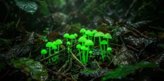 Por que estes cogumelos iluminam o chão da floresta? pequenos cogumelos de cor neon esverdeada brilhando intensamente sobre folhagens escuras e úmidas