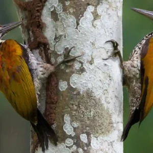 Como o pica-pau sobrevive ao impacto brutal de vinte batidas por segundo contra os troncos de árvores na Amazônia pica-pau com bico encostado