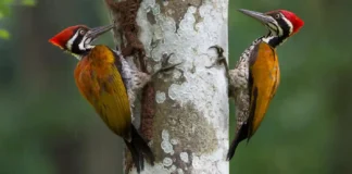 Como o pica-pau sobrevive ao impacto brutal de vinte batidas por segundo contra os troncos de árvores na Amazônia pica-pau com bico encostado