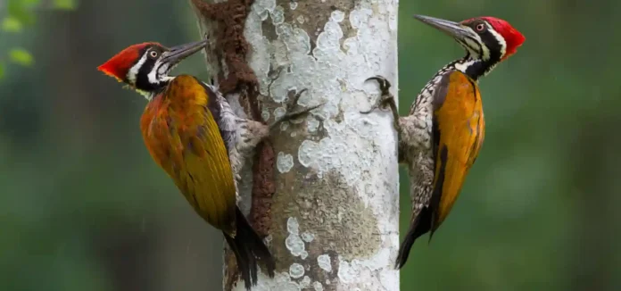 pica-pau com bico encostado