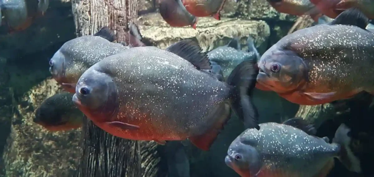  piranhas vermelhas em águas claras da Amazônia