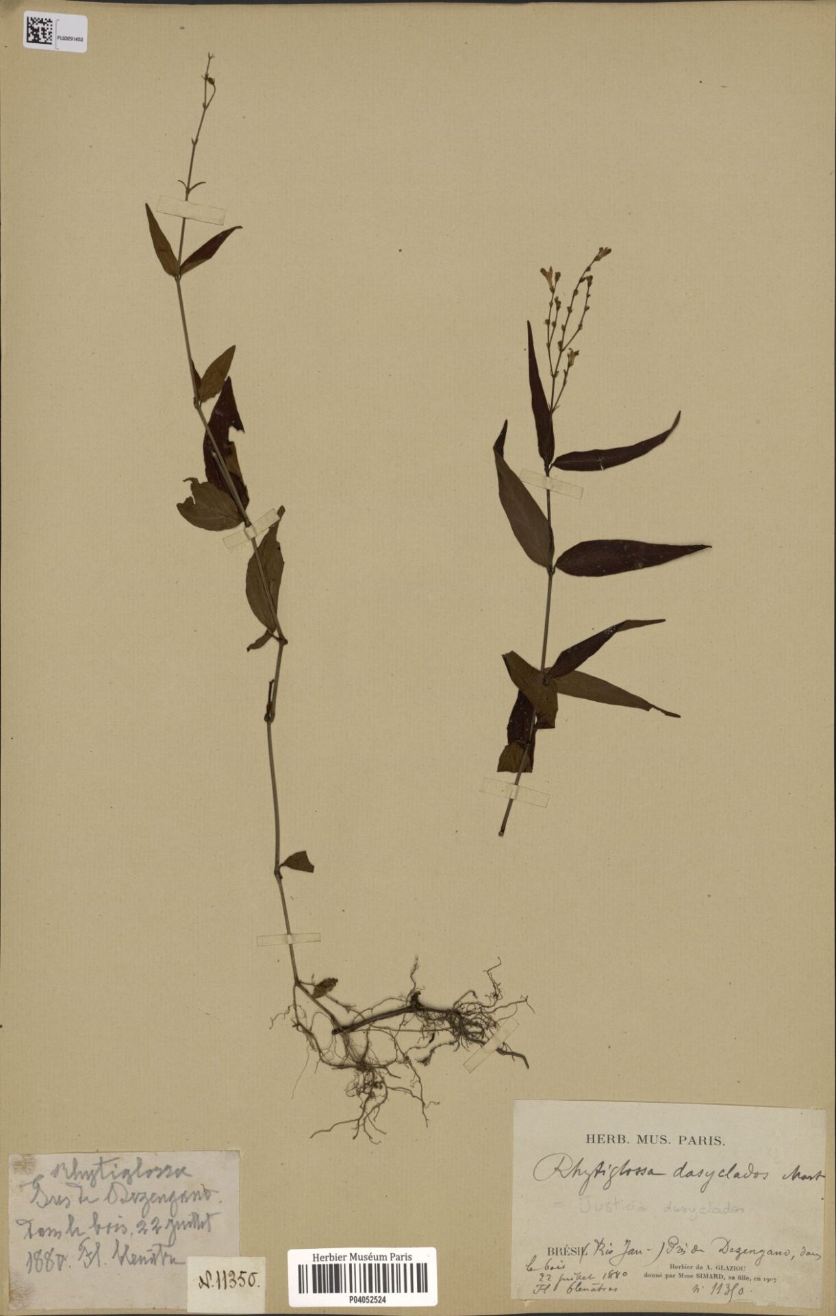 resize dasyclados 1880 1221x1920 1