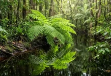 A incrível samambaia gigante amazônica que cresce nas margens dos igarapés e limpa metais pesados da água Fotografia em close de uma imponente samambaia verde brilhante refletida nas águas escuras de um igarapé amazônico sob luz solar filtrada.