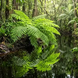 A incrível samambaia gigante amazônica que cresce nas margens dos igarapés e limpa metais pesados da água Fotografia em close de uma imponente samambaia verde brilhante refletida nas águas escuras de um igarapé amazônico sob luz solar filtrada.