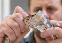 Farmacologia do veneno da Bothrops atrox e como a jararaca-da-amazônia está revolucionando o tratamento de hemorragias e o controle da pressão arterial.