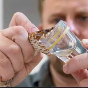 Farmacologia do veneno da Bothrops atrox e como a jararaca-da-amazônia está revolucionando o tratamento de hemorragias e o controle da pressão arterial.