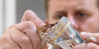 Farmacologia do veneno da Bothrops atrox e como a jararaca-da-amazônia está revolucionando o tratamento de hemorragias e o controle da pressão arterial.