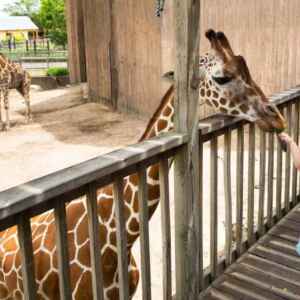 Zoológicos dos Estados Unidos e do mundo inovam com construções de hotéis de luxo dentro de habitats da savana africana para financiar a conservação global