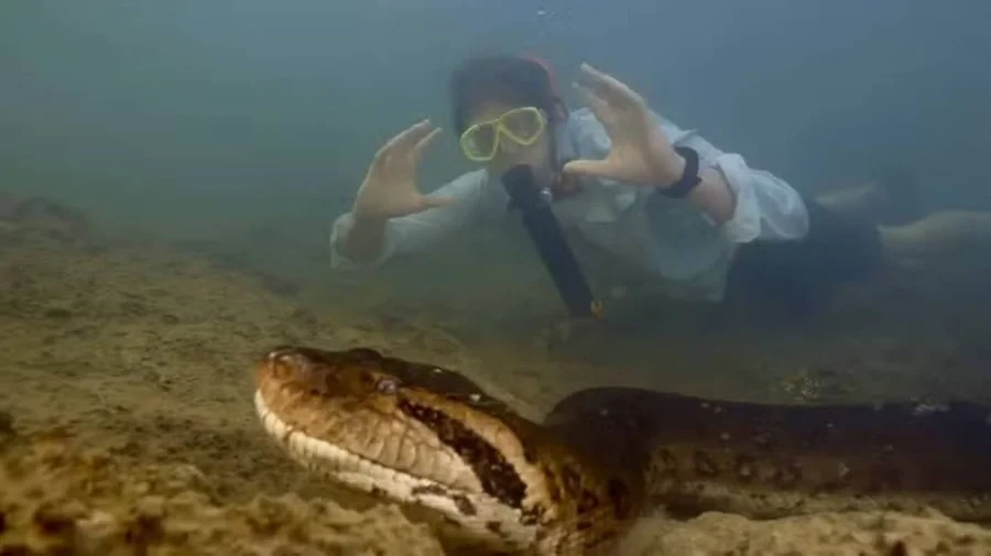 sucuri gigante amazonia