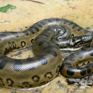 Serpentes como agentes de saúde única: entenda como a manutenção da cascata trófica por esses répteis previne pandemias e protege o equilíbrio ambiental urbano.