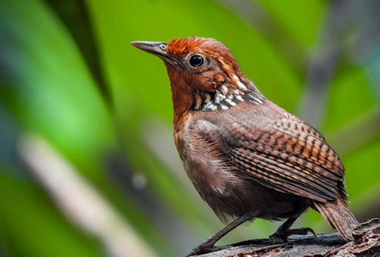 uirapuru conheca a ave que so canta 15 dias por ano na amazonia 1774190122307 1280