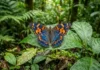 Borboletas da Amazônia revelam o futuro do clima uma borboleta colorida com a floresta densa e úmida ao fundo
