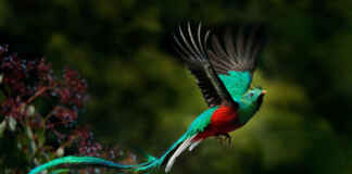 Cores e formas que fazem das aves verdadeiras obras vivas