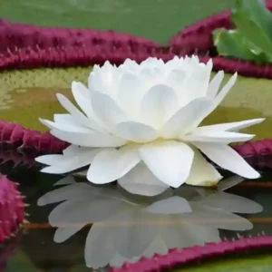 A vitória-régia utiliza calor próprio para atrair besouros polinizadores durante suas únicas duas noites de floração Vitória-régia em floração noturna iluminada por lua cheia besouro visível na flor branca