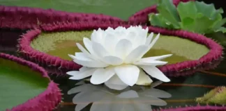 A vitória-régia utiliza calor próprio para atrair besouros polinizadores durante suas únicas duas noites de floração Vitória-régia em floração noturna iluminada por lua cheia besouro visível na flor branca