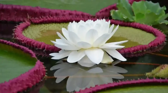 Vitória-régia em floração noturna iluminada por lua cheia besouro visível na flor branca