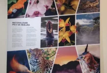 Parques nacionais brasileiros iniciam intercâmbio na Alemanha para fortalecer o monitoramento ambiental e a proteção da biodiversidade em biomas tropicais ameaçados.