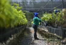 Bioeconomia transforma áreas degradadas em produção sustentável no Pará
