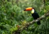 Como a origem da palavra tucano revela a profunda observação da fauna brasileira pelos povos indígenas muito antes dos europeus