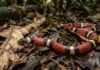 A fascinante estratégia biológica da falsa coral e sua incrível semelhança com a serpente mais venenosa da floresta amazônica