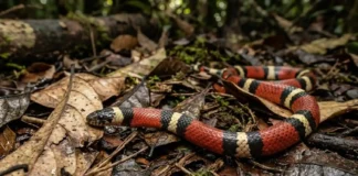 A fascinante estratégia biológica da falsa coral e sua incrível semelhança com a serpente mais venenosa da floresta amazônica