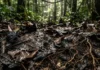 Como a surpreendente biodiversidade subterrânea da Amazônia revela a verdadeira resiliência da floresta contra mudanças climáticas no Brasil