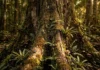 A Amazônia abriga uma diversidade de árvores que supera todo o continente europeu revelando um vasto laboratório natural ainda inexplorado