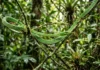 A incrível estratégia de camuflagem da cobra cipó que transforma o predador em um galho invisível na floresta amazônica