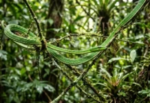 A incrível estratégia de camuflagem da cobra cipó que transforma o predador em um galho invisível na floresta amazônica