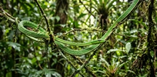 A incrível estratégia de camuflagem da cobra cipó que transforma o predador em um galho invisível na floresta amazônica
