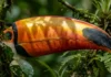 O segredo térmico do bico do tucano uma engenharia biológica para sobreviver ao calor abafado da Amazônia