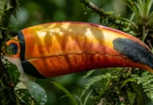 O segredo térmico do bico do tucano uma engenharia biológica para sobreviver ao calor abafado da Amazônia