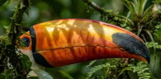 O segredo térmico do bico do tucano uma engenharia biológica para sobreviver ao calor abafado da Amazônia