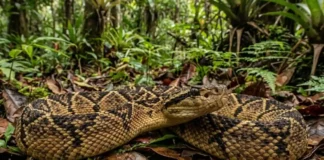 A majestosa surucucu-pico-de-jaca domina as florestas tropicais enquanto a ciência estuda sua complexa e fascinante biologia evolutiva amazônica
