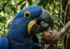 O comportamento de inteligência da arara azul grande que utiliza pedras para quebrar cocos e encanta a primatologia