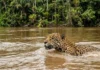 A onça-pintada domina os rios da Amazônia enquanto a ciência revela suas impressionantes e únicas habilidades aquáticas de caça