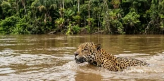 A onça-pintada domina os rios da Amazônia enquanto a ciência revela suas impressionantes e únicas habilidades aquáticas de caça