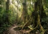 O santuário da biodiversidade na FLONA Tapajós onde o gavião real e preguiças habitam o coração da floresta amazônica