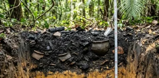 O mistério da terra preta de índio o solo mais fértil do planeta criado por civilizações ancestrais na Amazônia