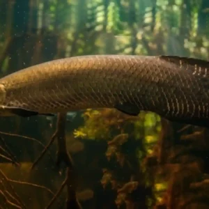 O Pirarucu e o Segredo da Bexiga Natatória: Como o Gigante Amazônico Respira Fora d’Água