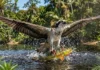 A jornada transcontinental da águia pescadora que viaja do hemisfério norte para pescar nos rios da Amazônia