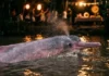 Do Rio à Festa: Como a Lenda do Boto-Cor-de-Rosa Seductor Transforma a Relação Ribeirinha com a Biodiversidade Amazônica
