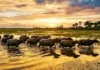 Como a imensidão da Ilha de Marajó e seus búfalos nadadores consolidam o Pará como potência do turismo sustentável mundial
