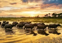 Como a imensidão da Ilha de Marajó e seus búfalos nadadores consolidam o Pará como potência do turismo sustentável mundial