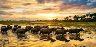 Como a imensidão da Ilha de Marajó e seus búfalos nadadores consolidam o Pará como potência do turismo sustentável mundial