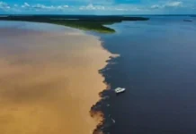 O Espetáculo do Encontro das Águas em Manaus Atrai Milhares de Turistas e Revela a Complexidade da Biodiversidade Amazônica