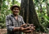 Como a semente de cumaru impulsiona a perfumaria internacional e fortalece a economia do extrativismo sustentável na Amazônia